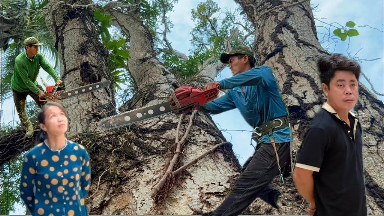 Cưa cây xoài siêu khủng gần nhà dây điện chằng trịch tại núi dài ￼￼