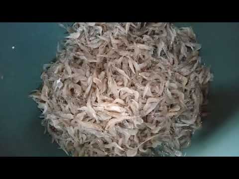 Resep Pepes Udang Rebon Basah