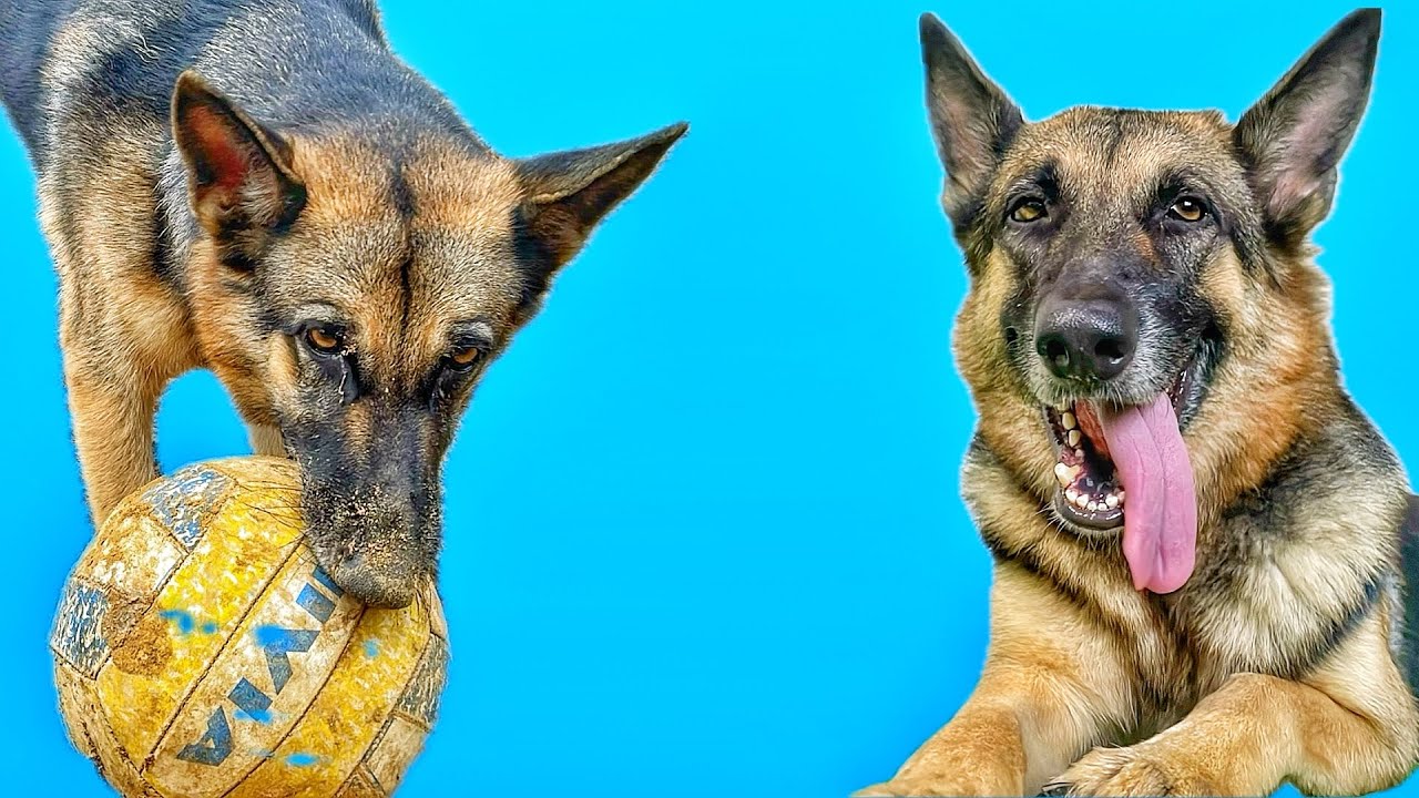 Morning Fun With My German Shepherd | Volleyball Hide & Seek | German Shepherd Smartness