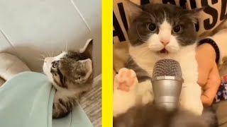 Funny cat's 🐈 videos compilation 😂 | Animaly 189 by Animaly 6 views 11 months ago 5 minutes, 2 seconds