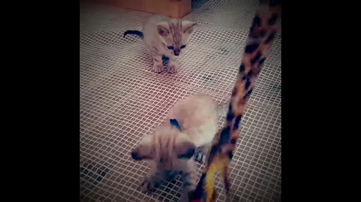 Video 2146511: snow lynx bengal, chaton bengal snow