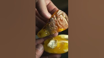 Amber does NOT Form from Tree Sap