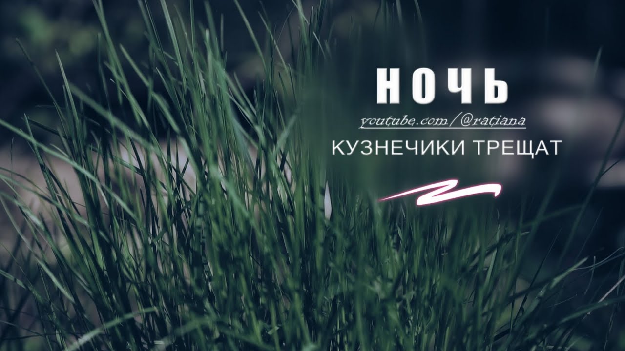 Ночь. Кузнечики трещат, вдали шум автодороги // @ratiana - YouTube
