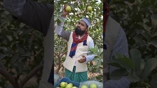थाई अमरूद का कमाल 😍 1 पौधे में ढेर सारे मीठे फल | Guava Farming Shorts #youtubeshorts #gardening