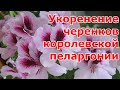 Размножение королевской пеларгонии черенками и уход за ней в домашних условиях