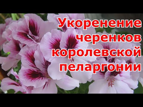 Королевская пеларгония уход и размножение в домашних условиях