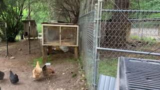 Newly Adopted Chickens