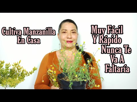 Video: ¿Puedo cultivar manzanilla en interiores? Consejos para cultivar manzanilla en interiores
