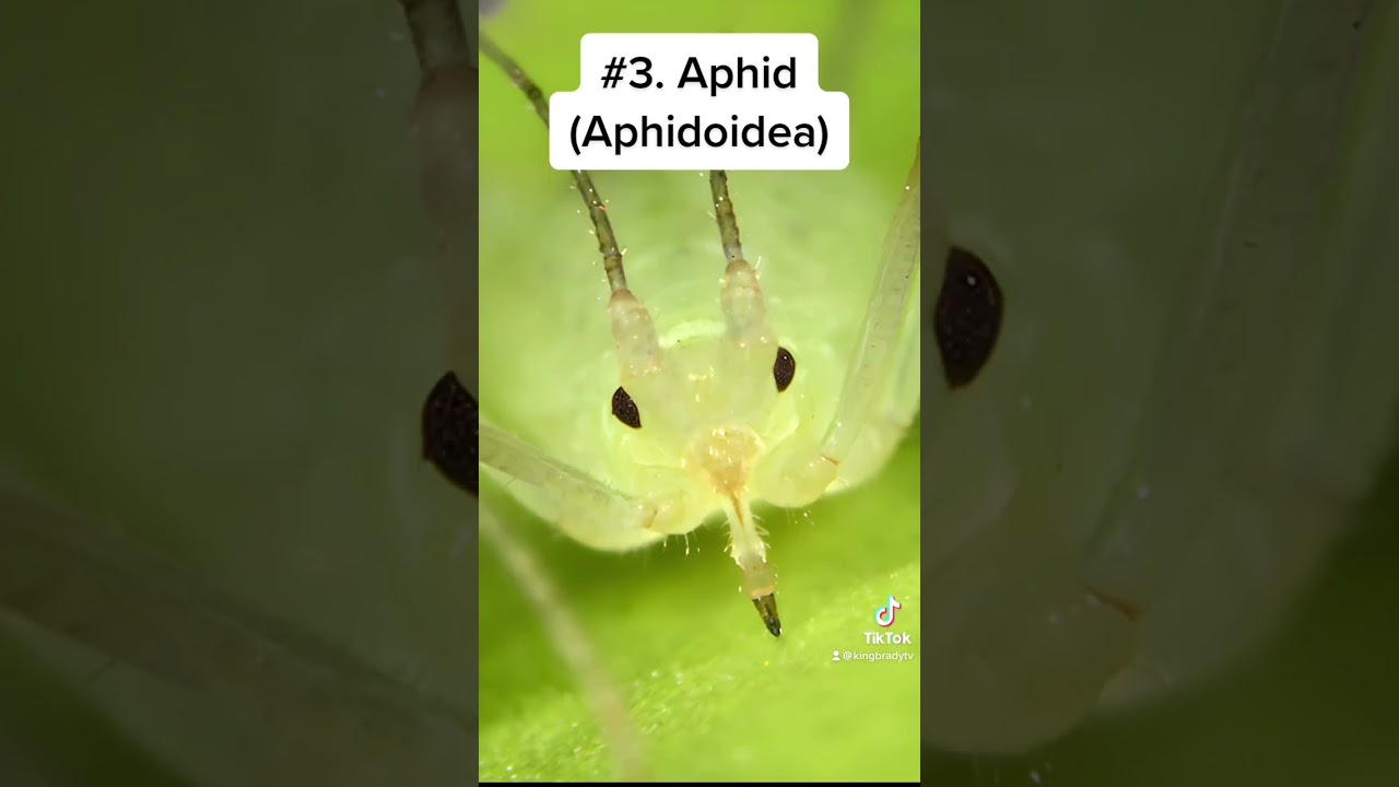 Bugs Faces Close-Up Under A Microscope! 🪲 (Part 38) 