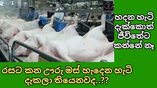 රස කර කර කන ඌර මස හදන හට-Incredible Modern Pork Processing Factory Technology