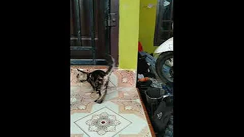 Watch the video about Anakan kucing Silangan Maine Coon mix bengal