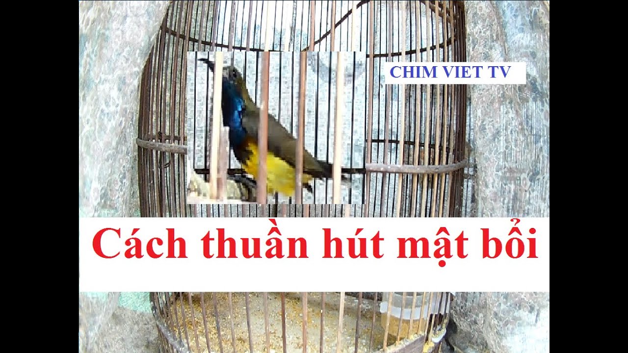 Чистый путь птичьего леса Nectariniidae