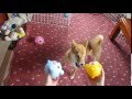 柴犬 対 おしゃべりどうぶつボール(Shiba Inu VS Oshaberi Doubutsu Ball)