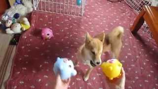 柴犬 対 おしゃべりどうぶつボール(Shiba Inu VS Oshaberi Doubutsu Ball)