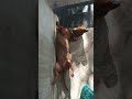 #comedyvideos . ഉച്ചയ്ക്ക് വീശുന്ന ചുഴലിക്കാറ്റിന്റെ പേരായിരിയ്ക്ക എന്നാണ്.🥰 dog❤️