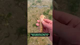 Beach Foraging Chaos! Huge Oysters, Wild Seafood &amp; Funny Fails 🦪😂