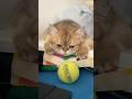 Sad Businka #cat #kitty #cute #meow #kitten #shorts #котик #милота #busia_businka