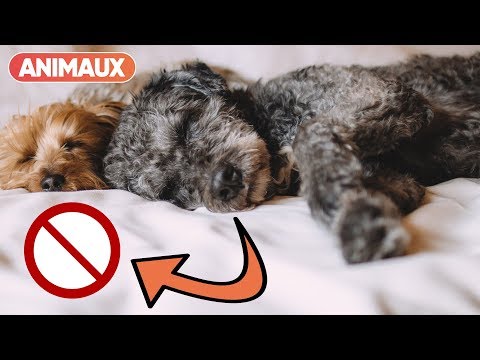 Mon chien REFUSE