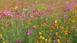 Wildflower Field, Georgia