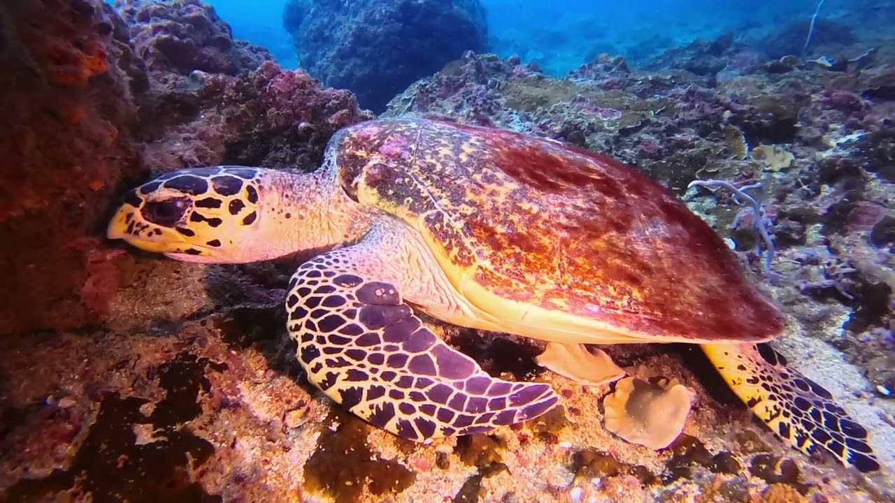 Hawksbill Turtle in search for a meal 😋 