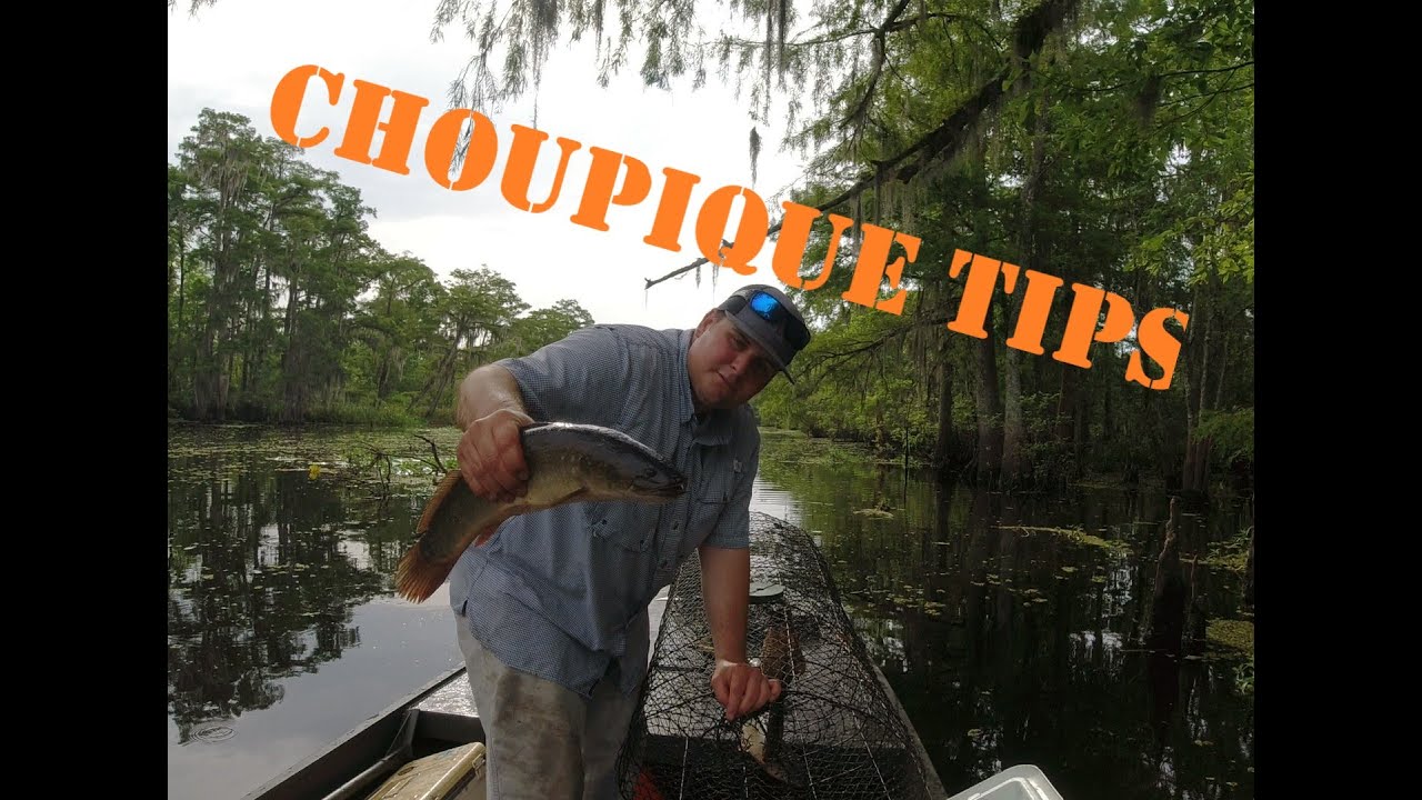 Catching Bowfin Choupique in wire nets Catch, Clean, and Cook