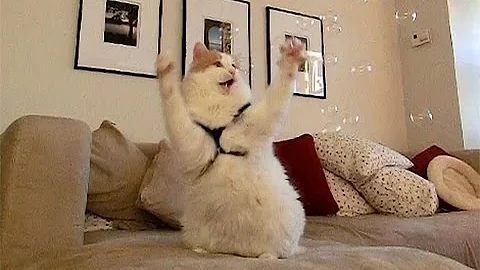 Video 10577001: cat turkish, lovely turkish, cats catch, cat wonderful