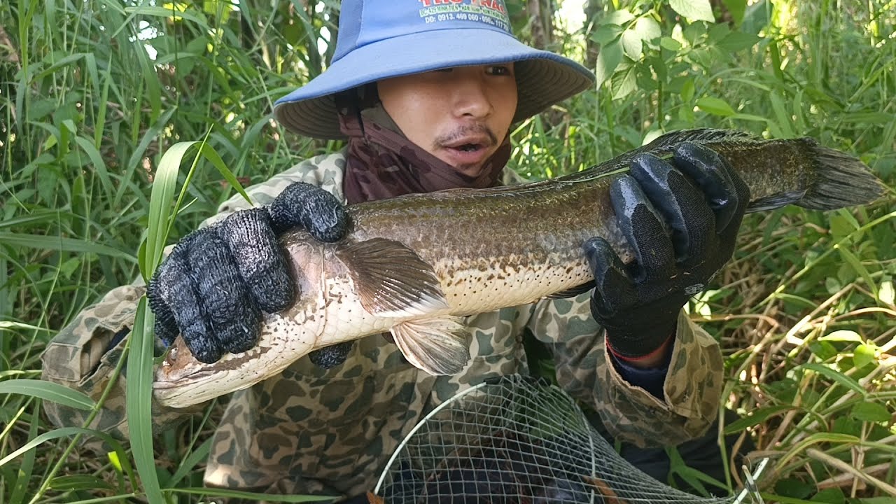 lờ trúng khủng khiếp nhờ 30c lờ mới đặt hơn 24kg cá/Bet on fish and win all the big fish in Vietnam