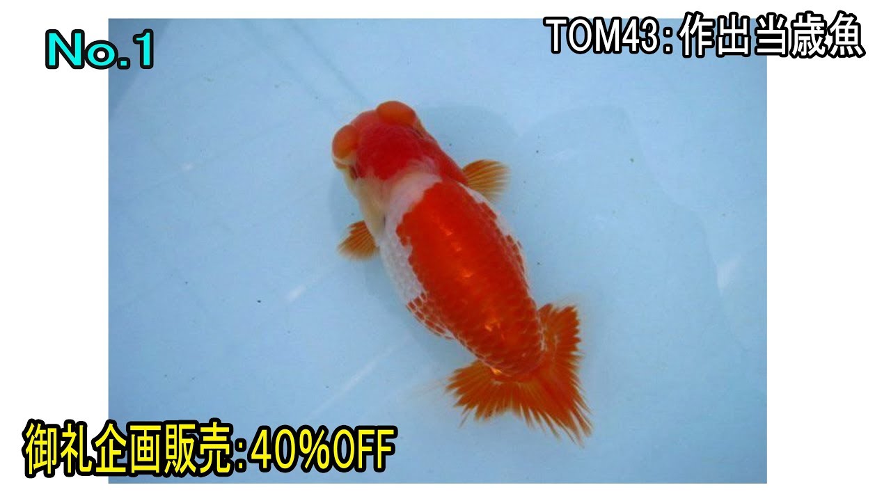 らんちゅう 金魚の王様 売約済み ０１ 当歳 約１２センチ オス 特選種クラス Youtube