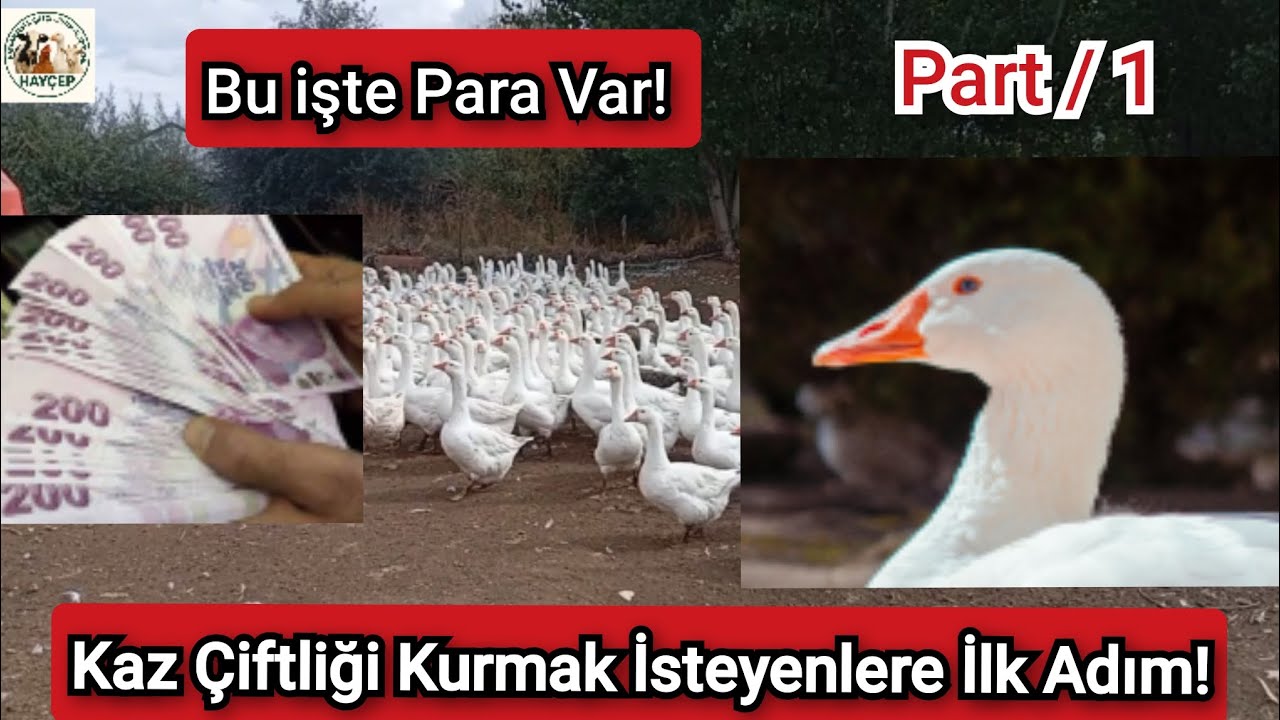 “Sıfırdan Kaz Çiftliği Kurmak: Yumurtlama Öncesi Aşı, Irk Seçimi / Mast Kazı / Part - 1 #kaz 