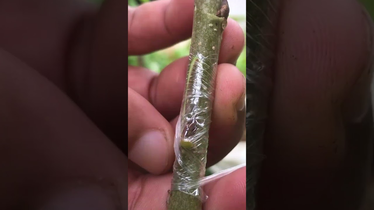 Master Budding Techniques for Mulberry Trees EP111 