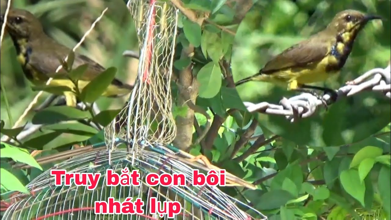 BÂY CHIM HÚT MẬT TRUY BẮT CON BÔI NHÁT LUP _ CẦN MIỀN TÂY