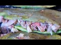 NOPALES RELLENOS