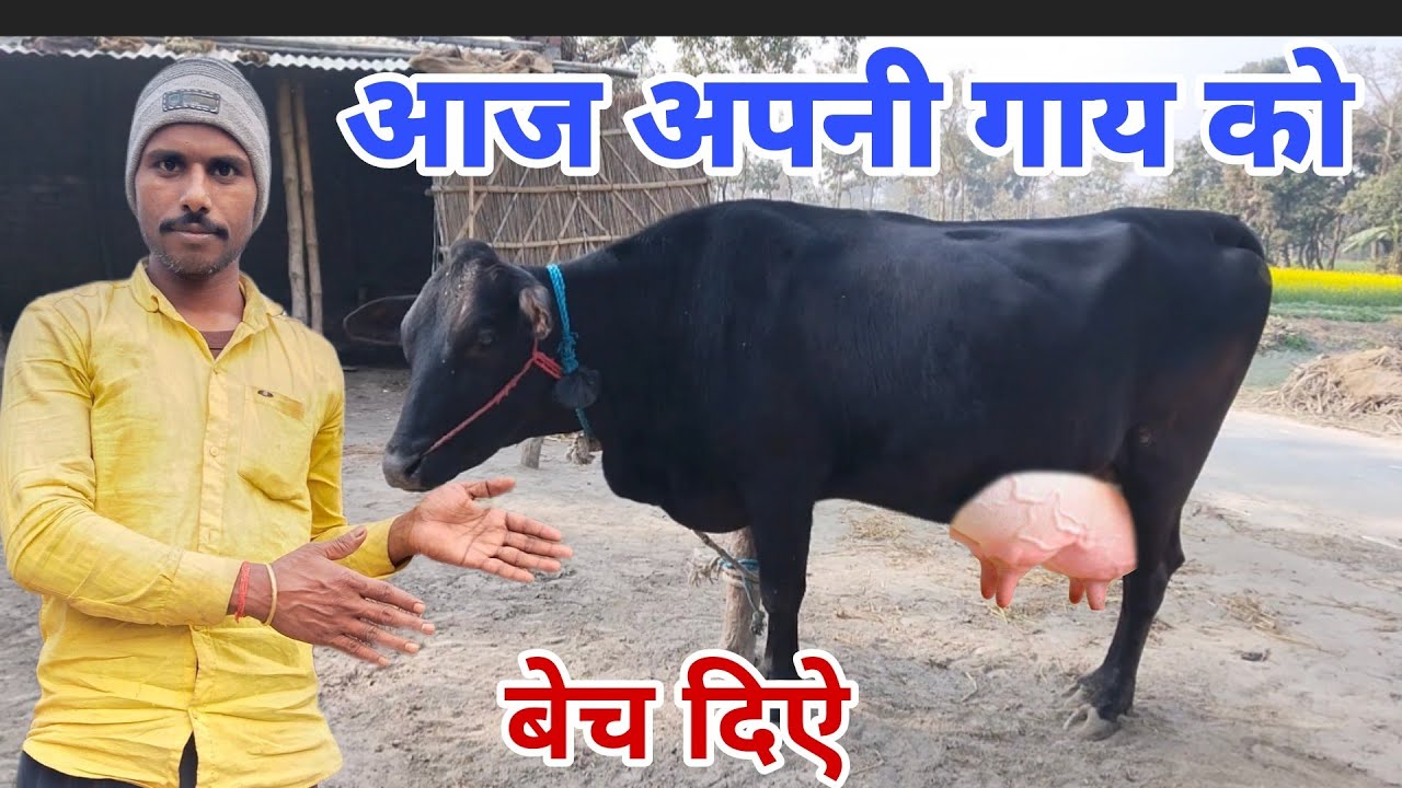 आज अपनी गाय को बेच दिए #GopiArchanavlogs #cowpurchasevideo 
