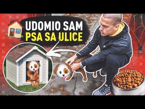 Video: Gdje Dati Psa Lutalicu