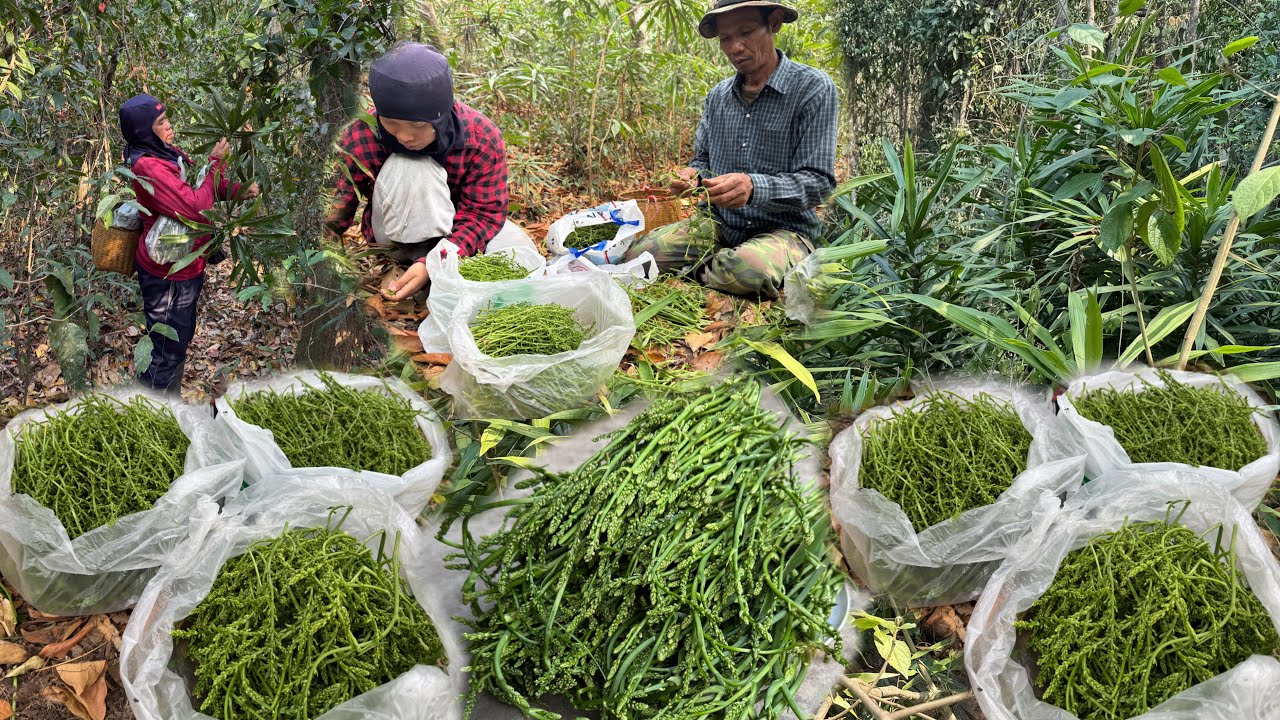 เก็บดอกคอนแคนผักป่าหายาก!!วันนี้หมานมากเข้าหมานเดี๋ยวได้หาบ 25/2/69