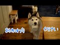 お皿を持って何度でも’おかわり’をもらいに来るハスキー