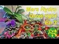 My plants under Mars Hydro grow light part 3
