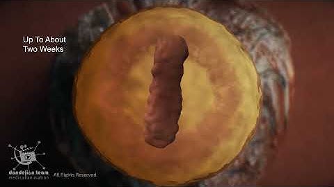 The Miracle of Twin Fertilizations: A Shared Beginning