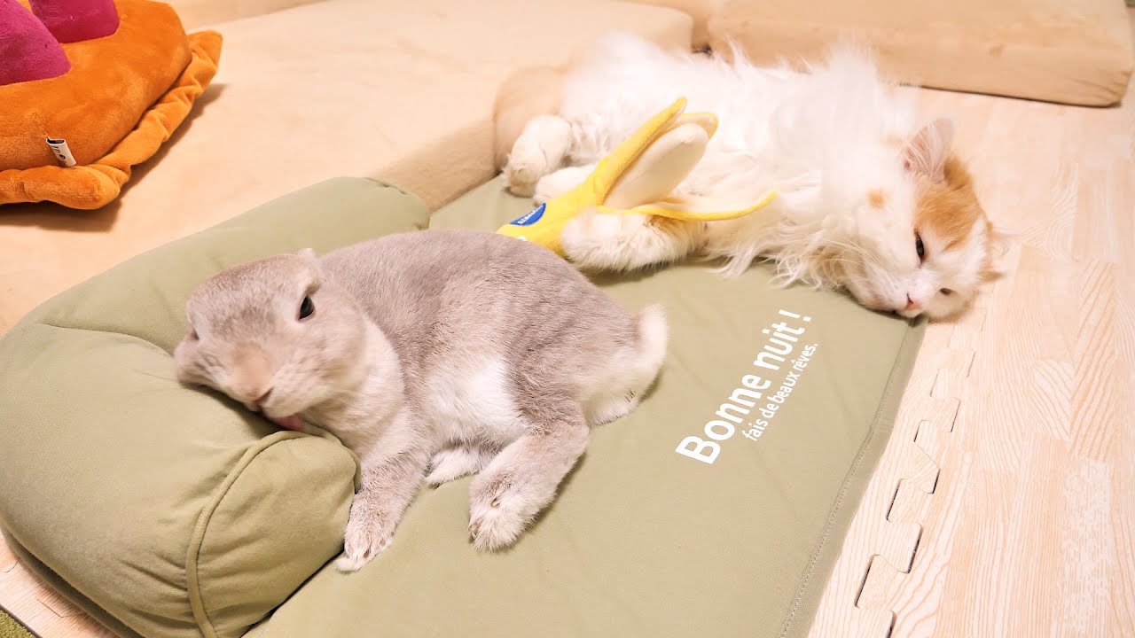 オヤツ食べておもちゃでたくさん遊んでハシャギまくった結果、なかよく力尽きるうさぎとニャンコの姉弟