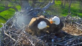 Fort St Vrain Eagles~Two Fish Deliveries Ma Claims-Feedings-Bulging Crops_5/4/24