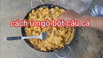 cách làm mồi câu cá / ngô bột ủ chua