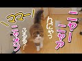部屋の扉を閉めたら寂しくてママと鳴き叫ぶ続ける猫【飼い主が泣いた】