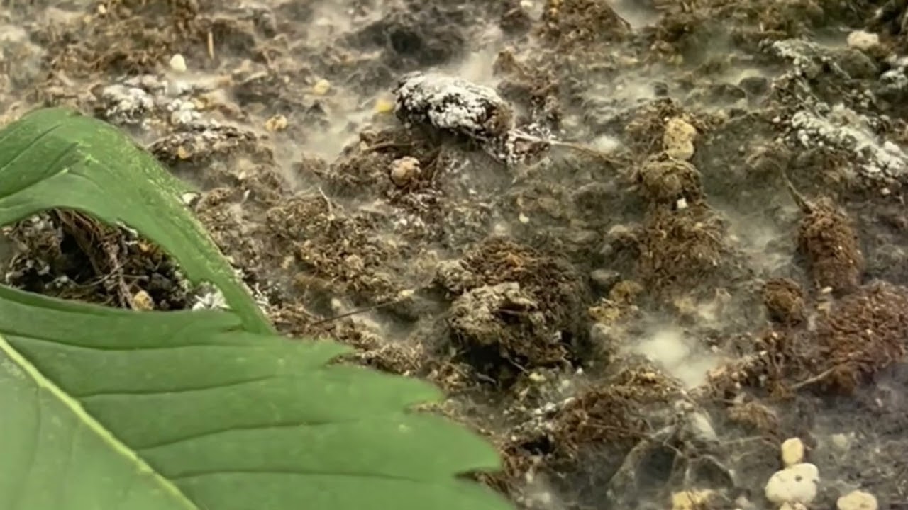 Greenhouse Feeding Schimmel?!😵‍💫NO WORRYS😉