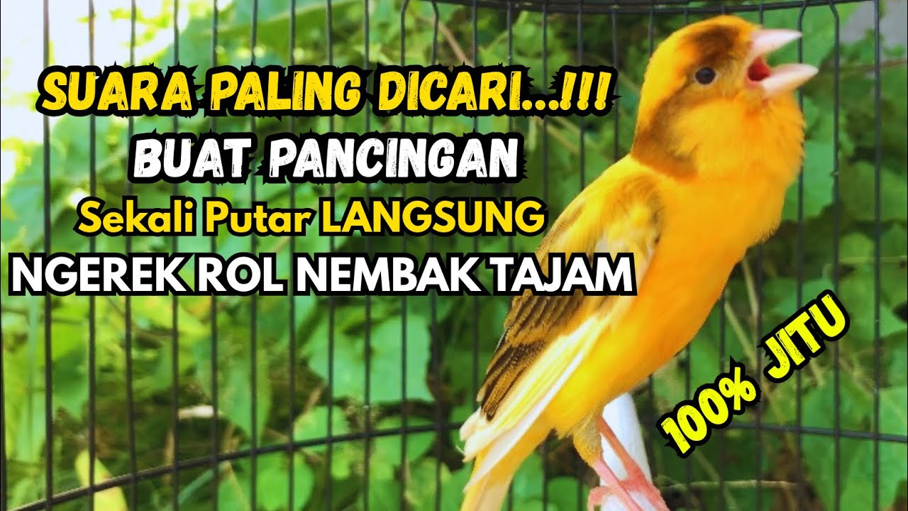 Kenari gacor NGEROL PANJANG cocok untuk PANCINGAN KENARI PAUD bikin BURUNG KENARI GACOR PANJANG