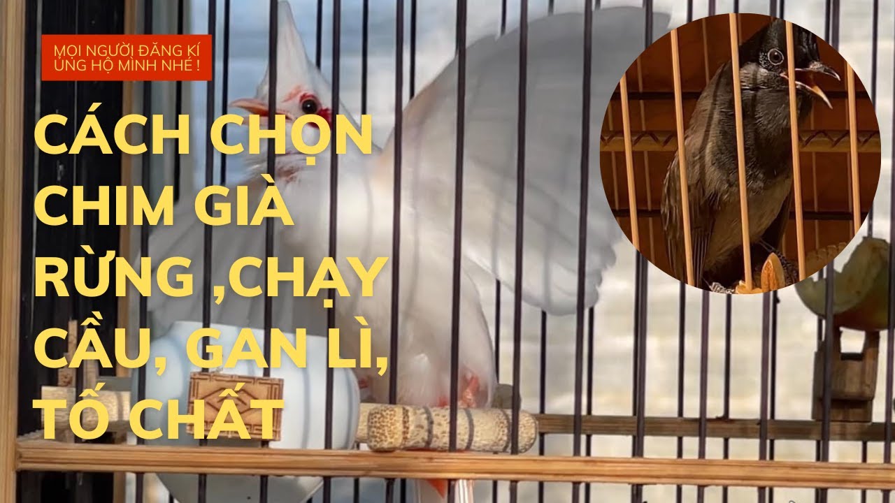 Cách nhận biết chim già rừng, có lực, chạy cầu tốt, tố chất để gột lên !