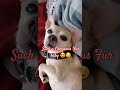 Love My Son soo much☺️😍🐕He makes me a proud Momma ☺️ #furmomlife #Ilovemyfurbaby #socute #soadorable
