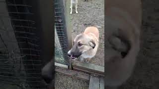 20251130 ROMANA & ROMANCI PUPPIES KENNEL LFB 1
