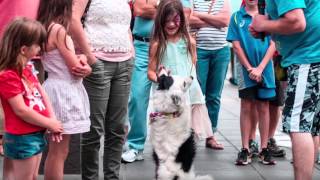 The Flipping Disc Dogz ( The Kids)