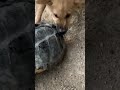 ！！！狗想吃乌龟不料乌龟反手一击 小瞧乌龟了【跟着图尔去旅行】 image