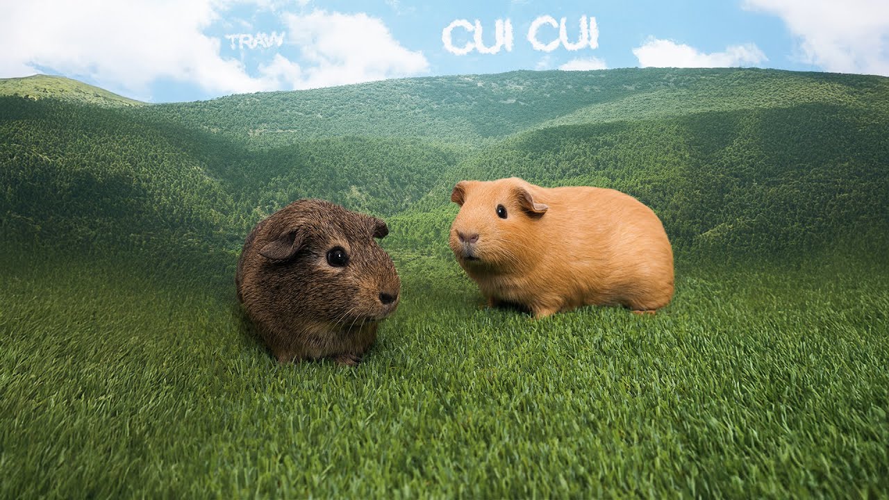 YouTubeでSunrays - Traw & Biri (Audio Oficial) | Cui Cuiを視聴 YouTubeでSunrays - Traw & Biri (Audio Oficial) | Cui Cuiを視聴